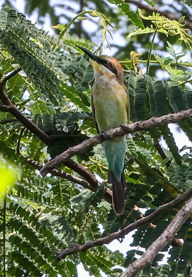 Rainbow Bee-eater - ML622622625