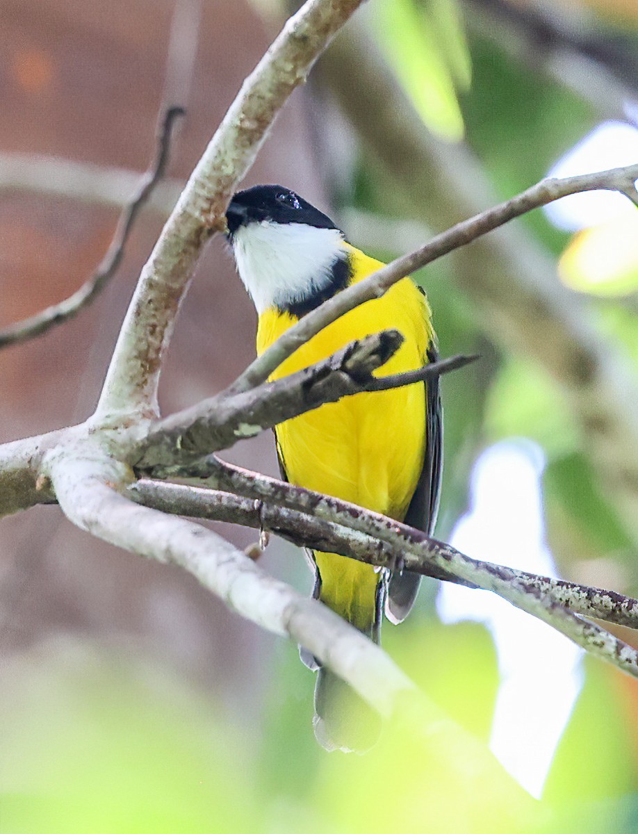 Black-chinned Whistler - ML622622658