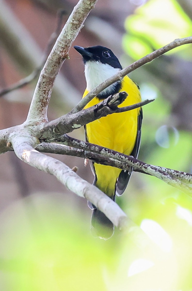 Black-chinned Whistler - ML622622659