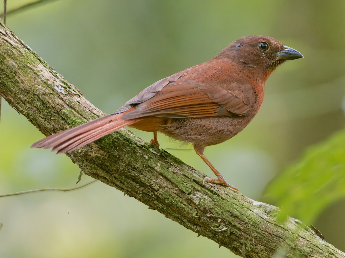 Red-crowned Ant-Tanager - ML622622730