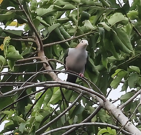 Green Imperial-Pigeon - ML622622798