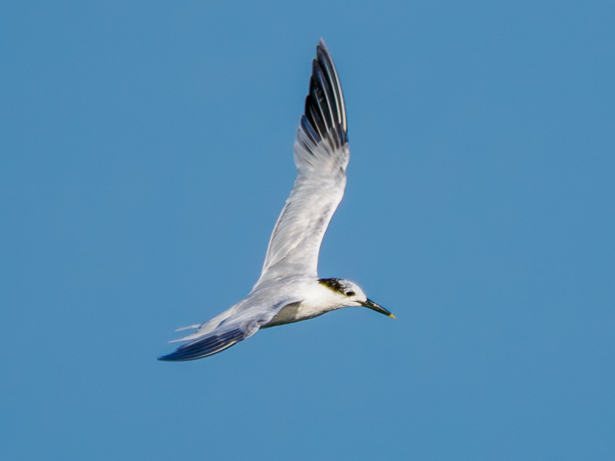 Sandwich Tern - ML622622819