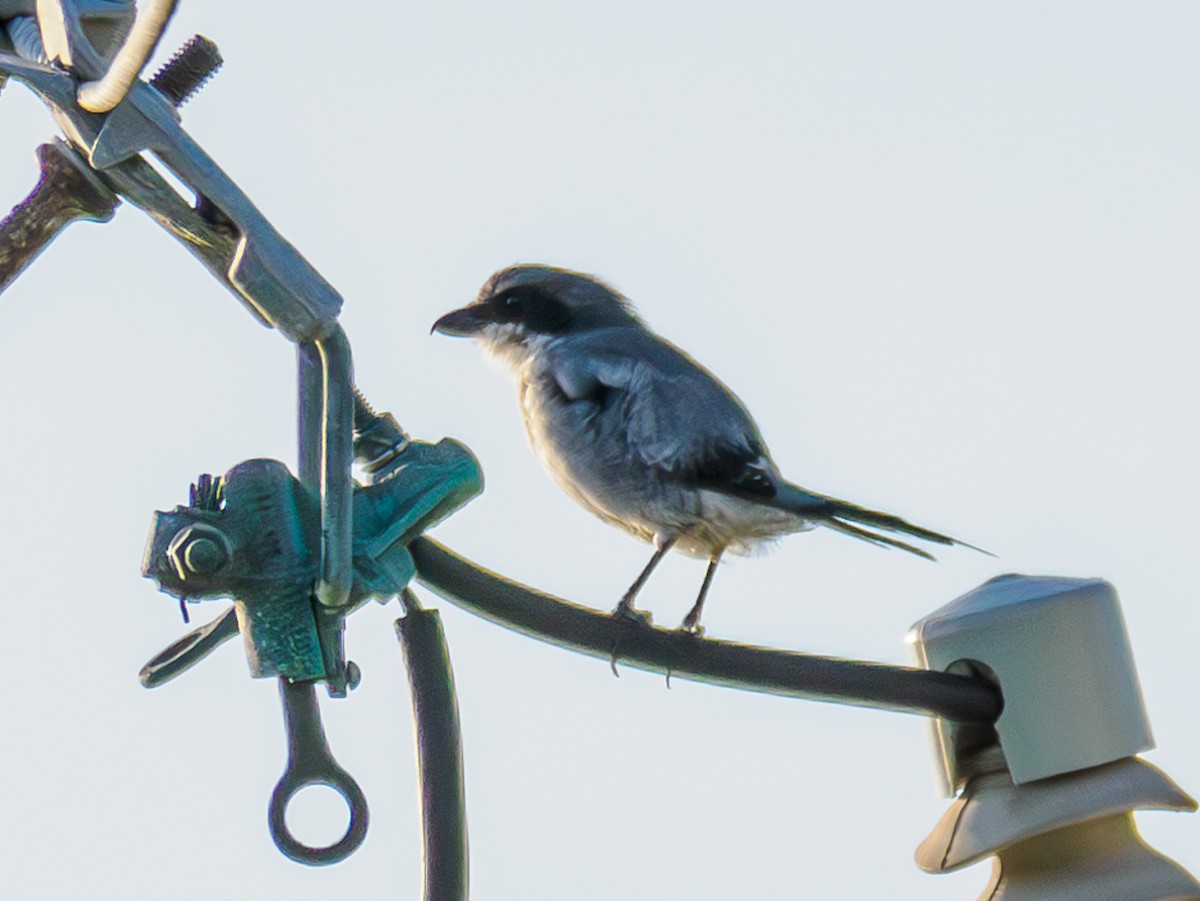Loggerhead Shrike - ML622622898