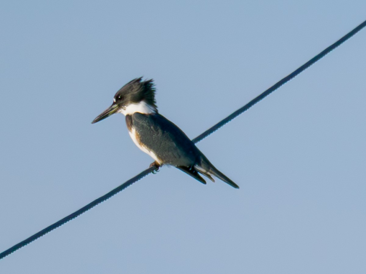Belted Kingfisher - ML622622905