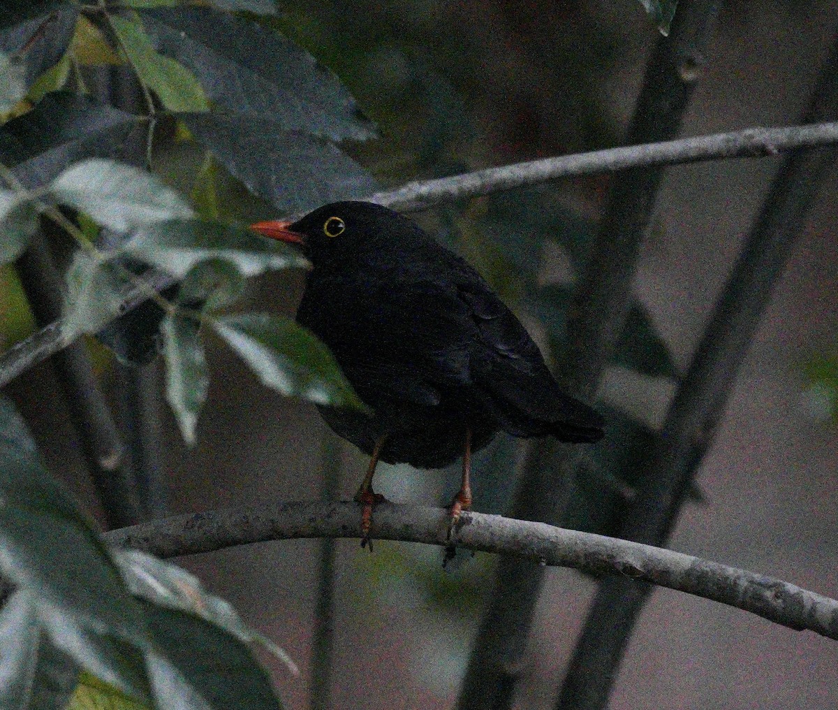 Glossy-black Thrush - Taylor Abbott