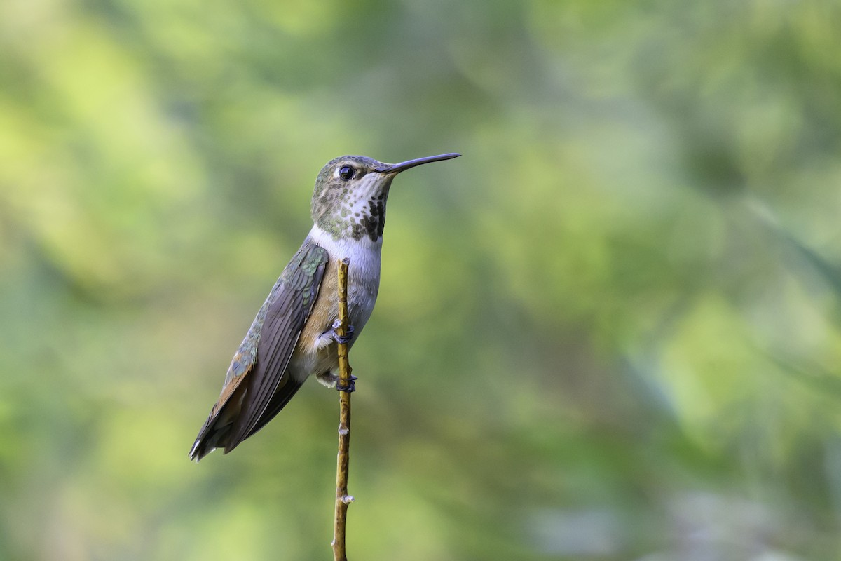 Colibrí Rufo - ML622622931