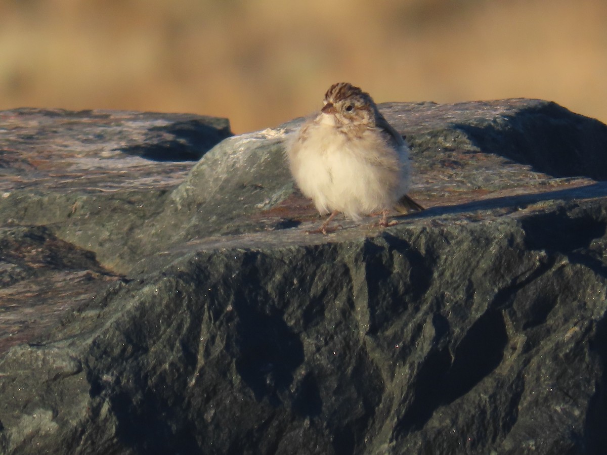 Brewer's Sparrow - ML622622945