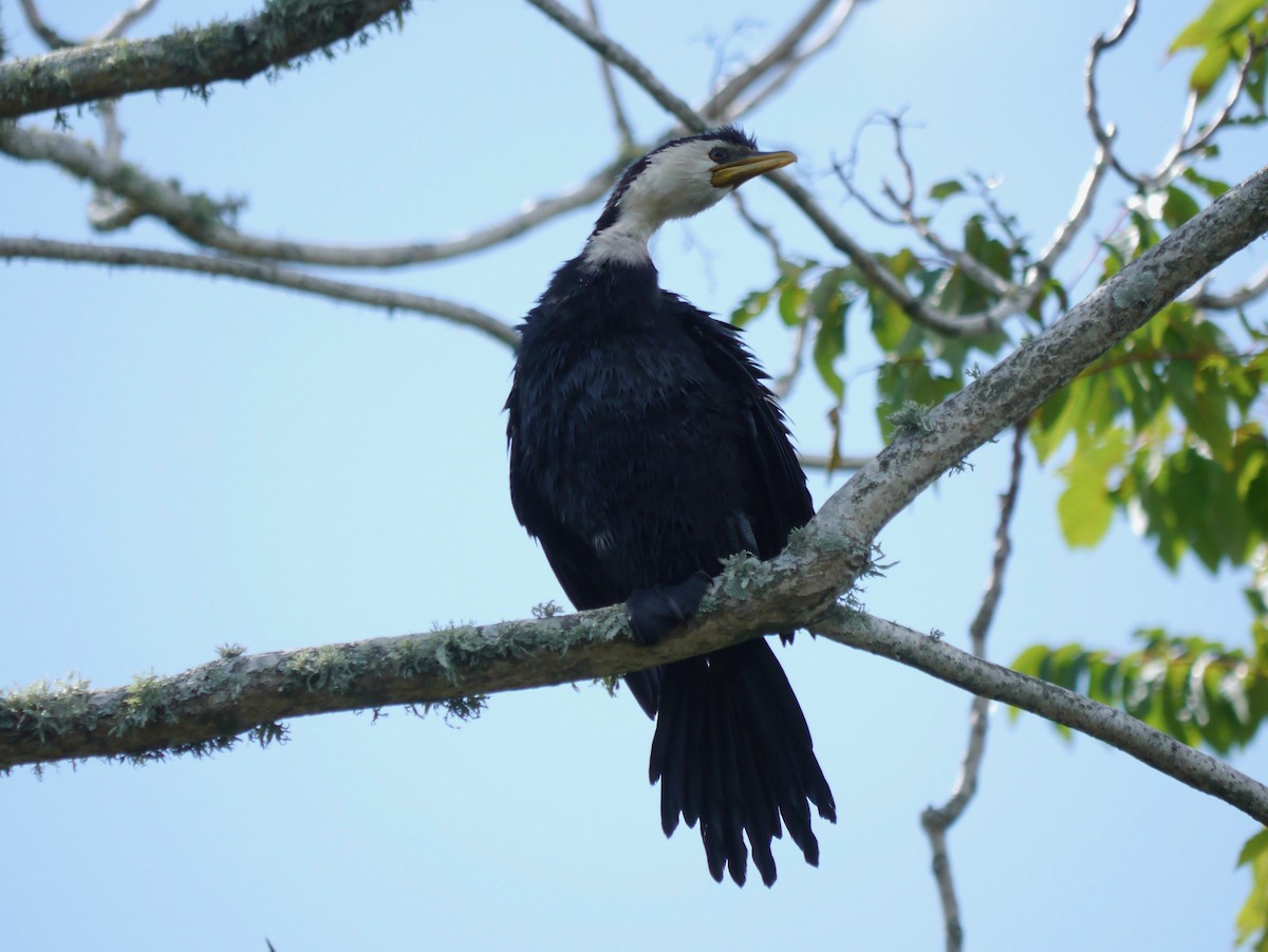 Little Pied Cormorant - ML622622988