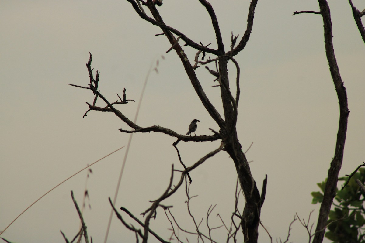 White-banded Tanager - ML622623017