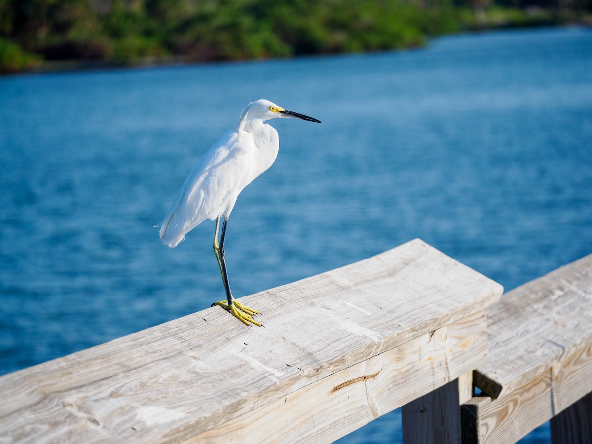Snowy Egret - ML622623026
