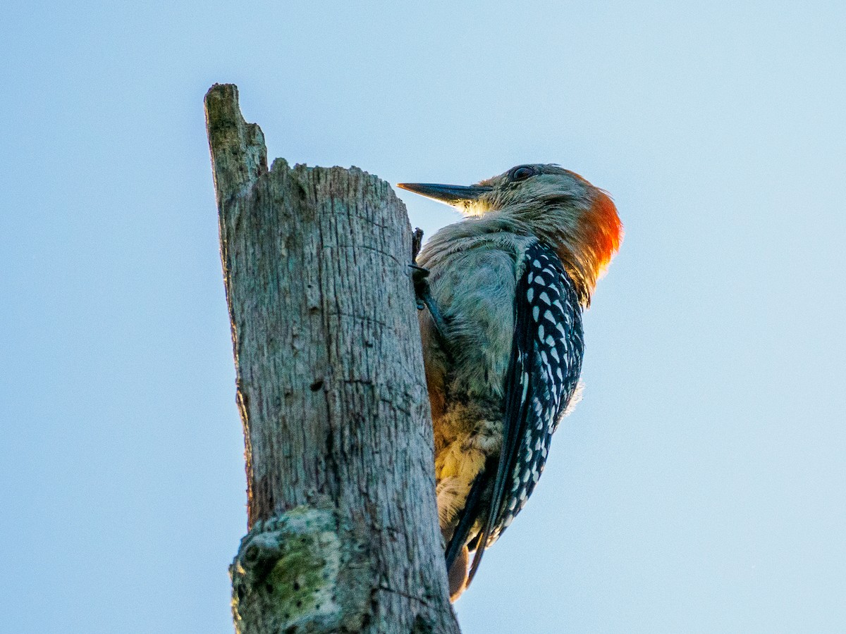 Red-bellied Woodpecker - ML622623081