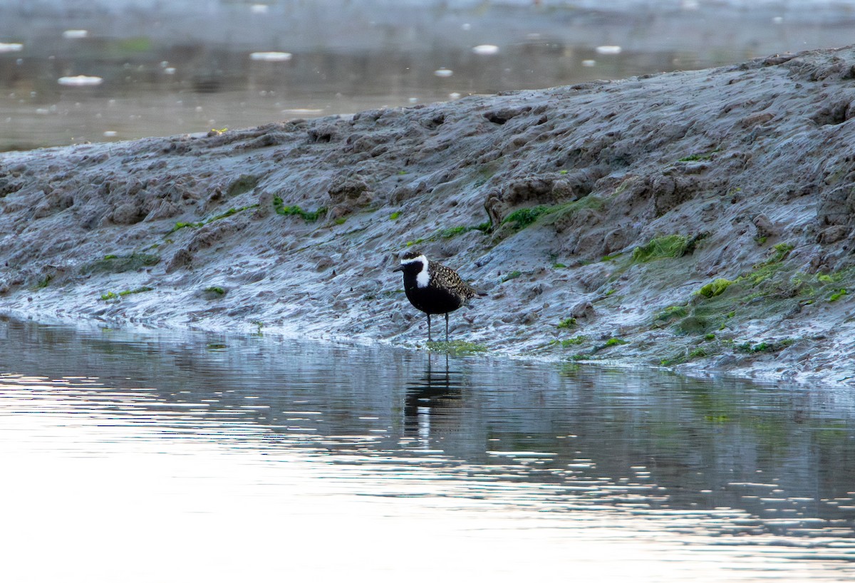 American Golden-Plover - ML622623082