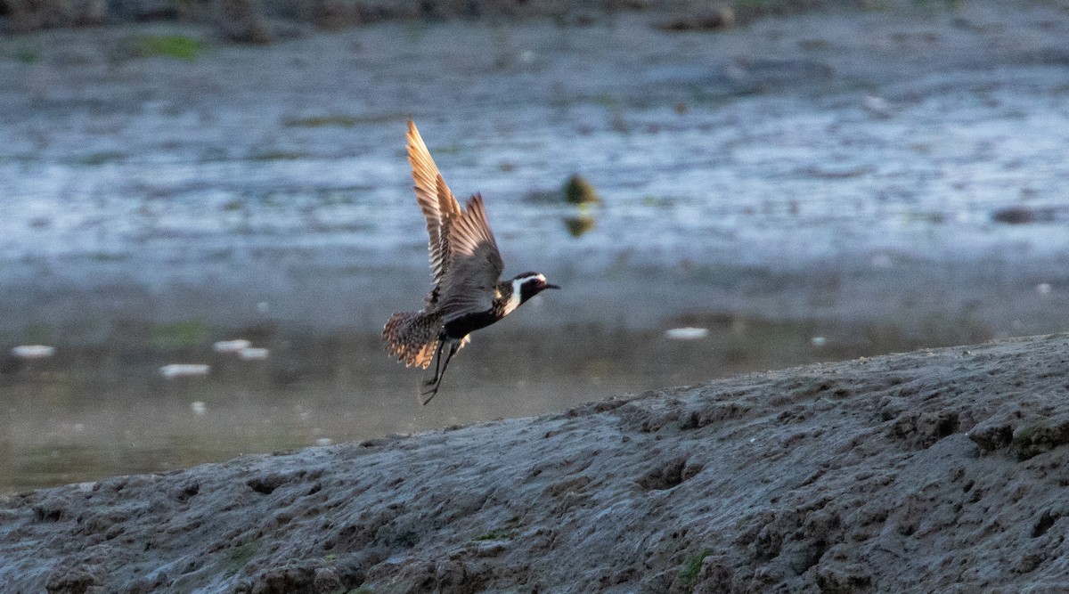 American Golden-Plover - ML622623083