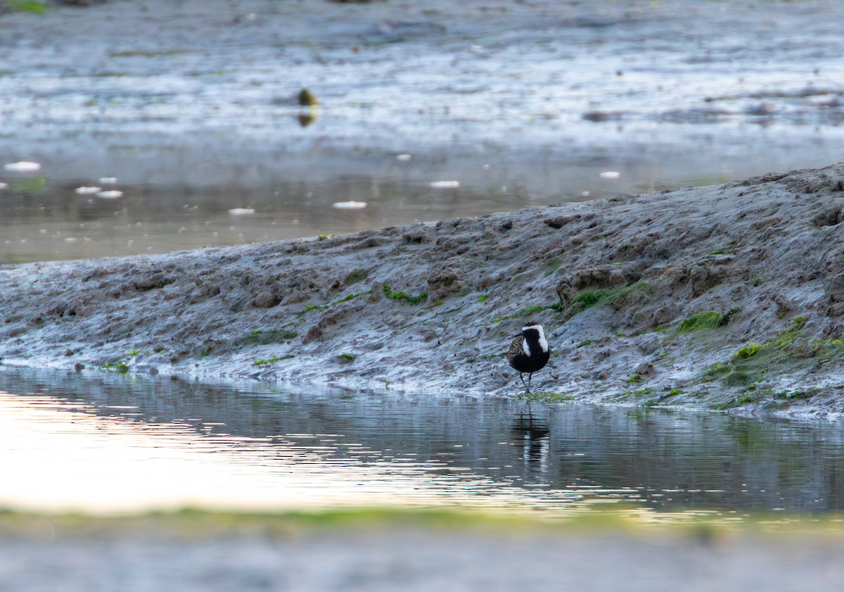 American Golden-Plover - ML622623084