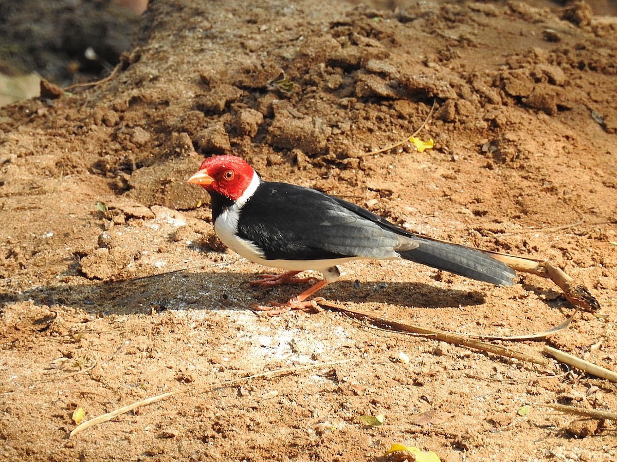 Yellow-billed Cardinal - Leonardo Bordin