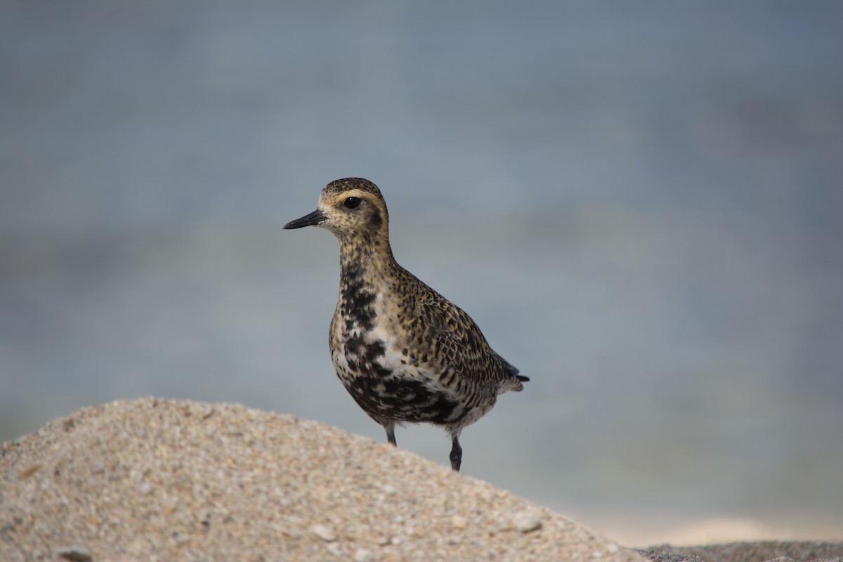 Pacific Golden-Plover - ML622623183