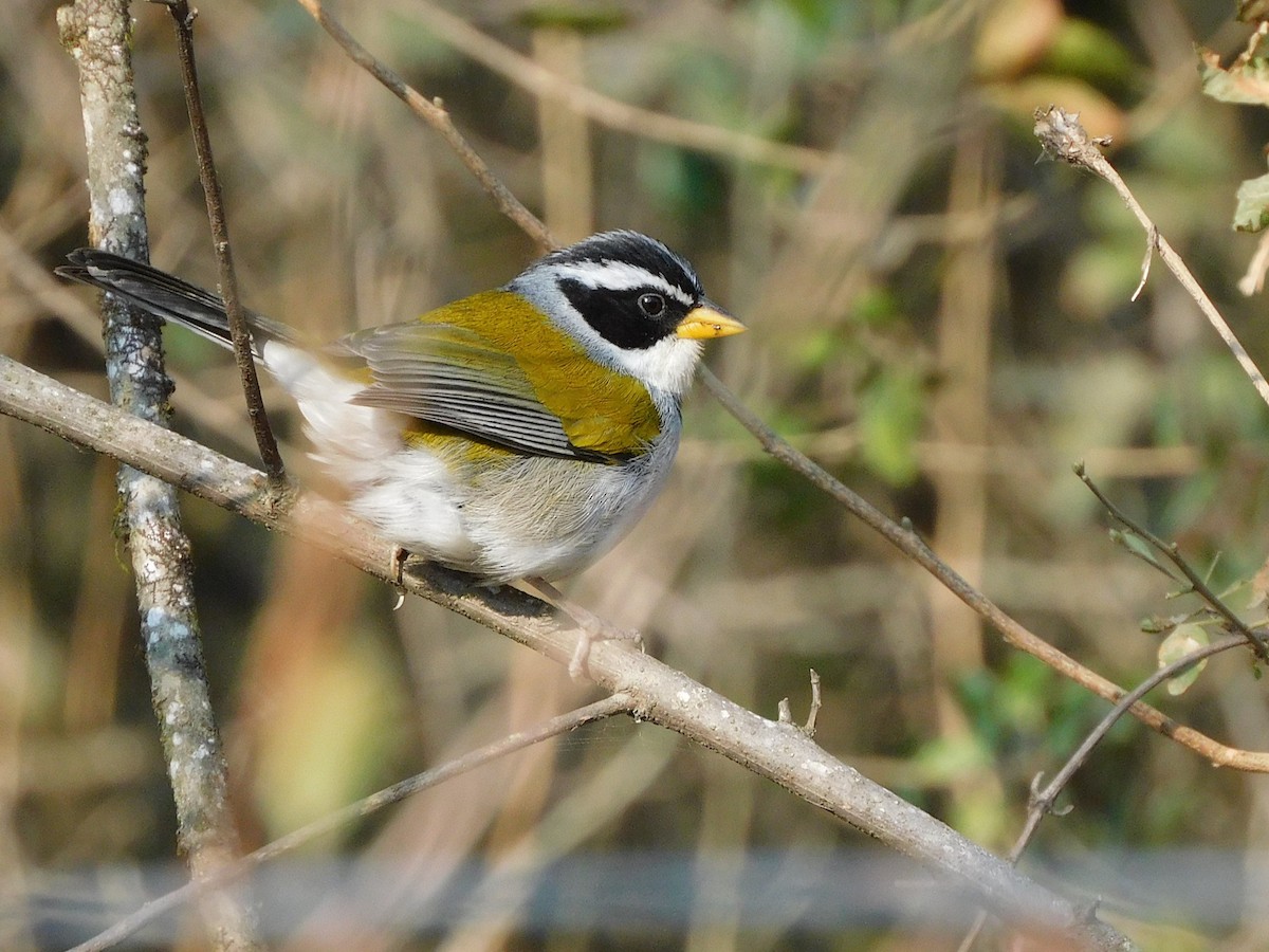 Moss-backed Sparrow - ML622623206