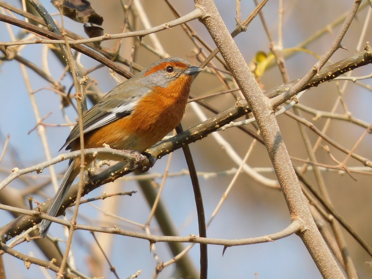 Rusty-browed Warbling Finch - ML622623211