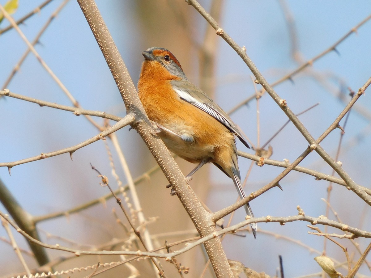 Rusty-browed Warbling Finch - ML622623215