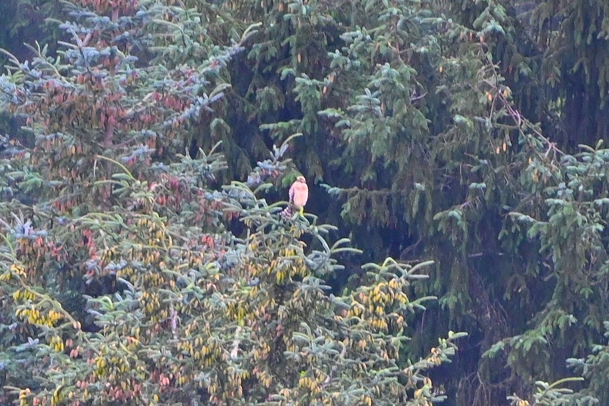 Red-shouldered Hawk - ML622623393