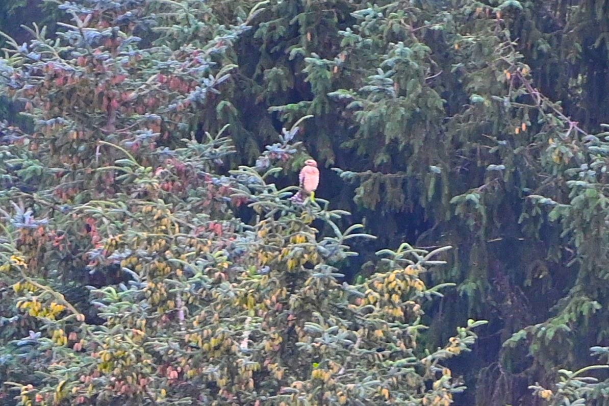 Red-shouldered Hawk - ML622623399