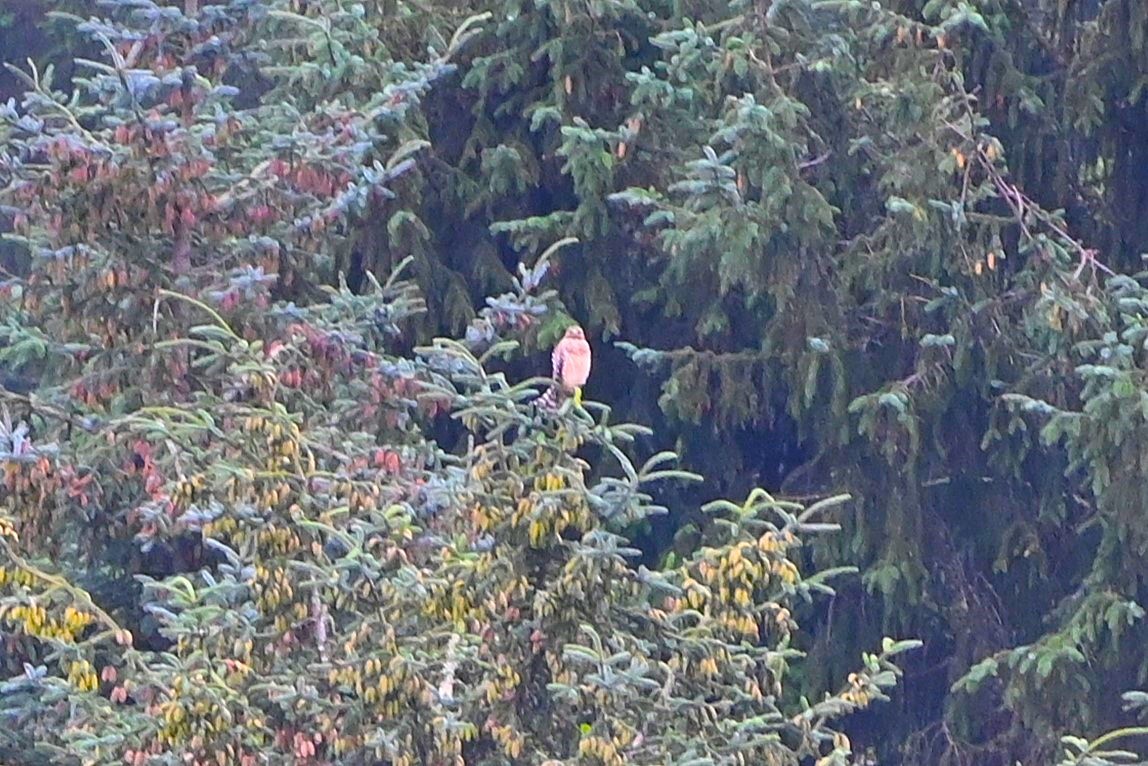 Red-shouldered Hawk - ML622623404