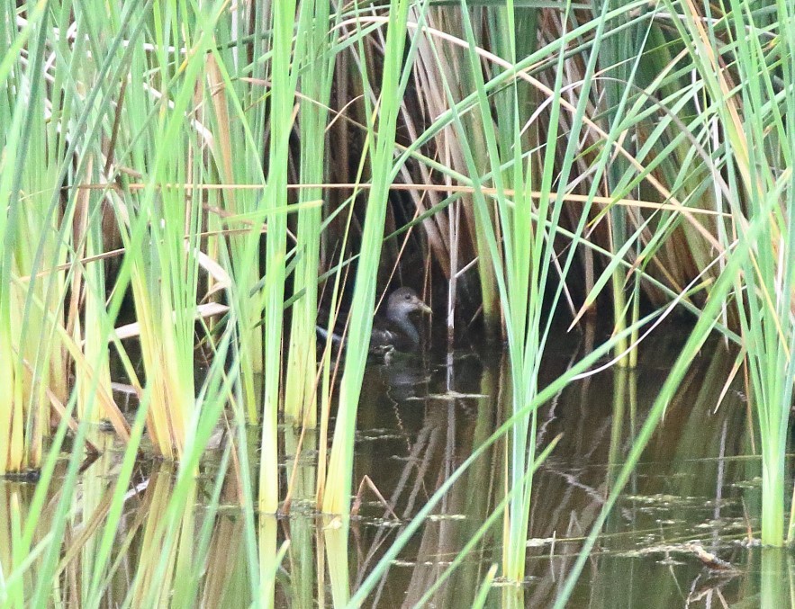 Common Gallinule - ML622623456