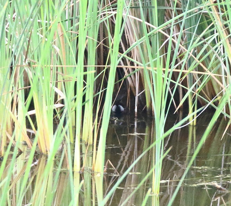 Gallinule d'Amérique - ML622623457