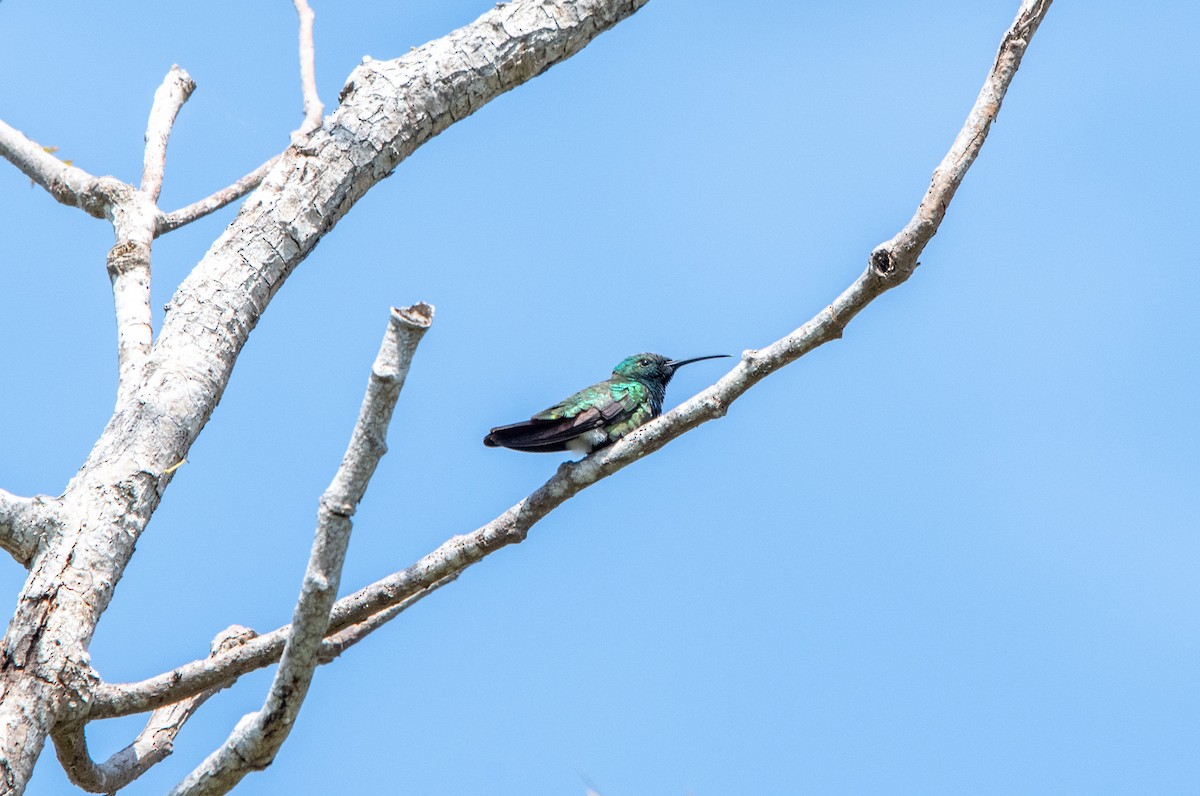 Veraguan Mango - ML622623489