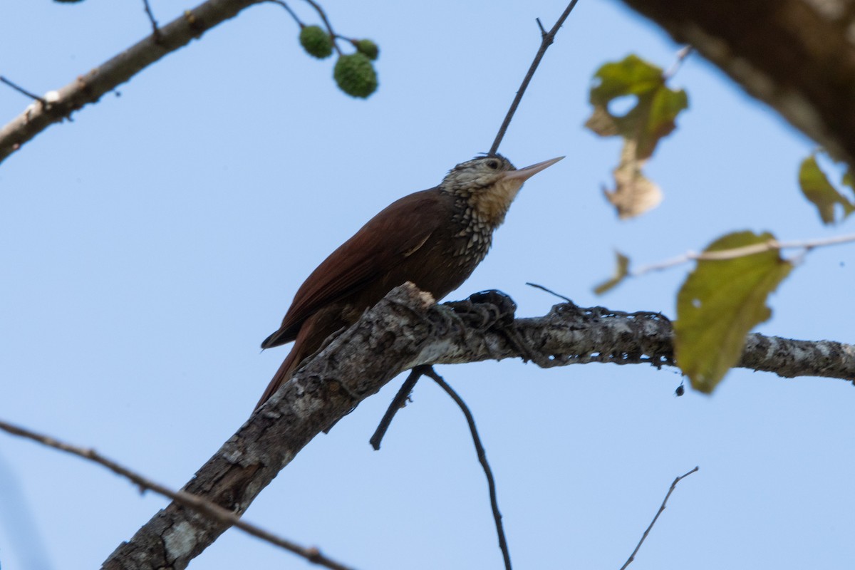 Straight-billed Woodcreeper - ML622623511