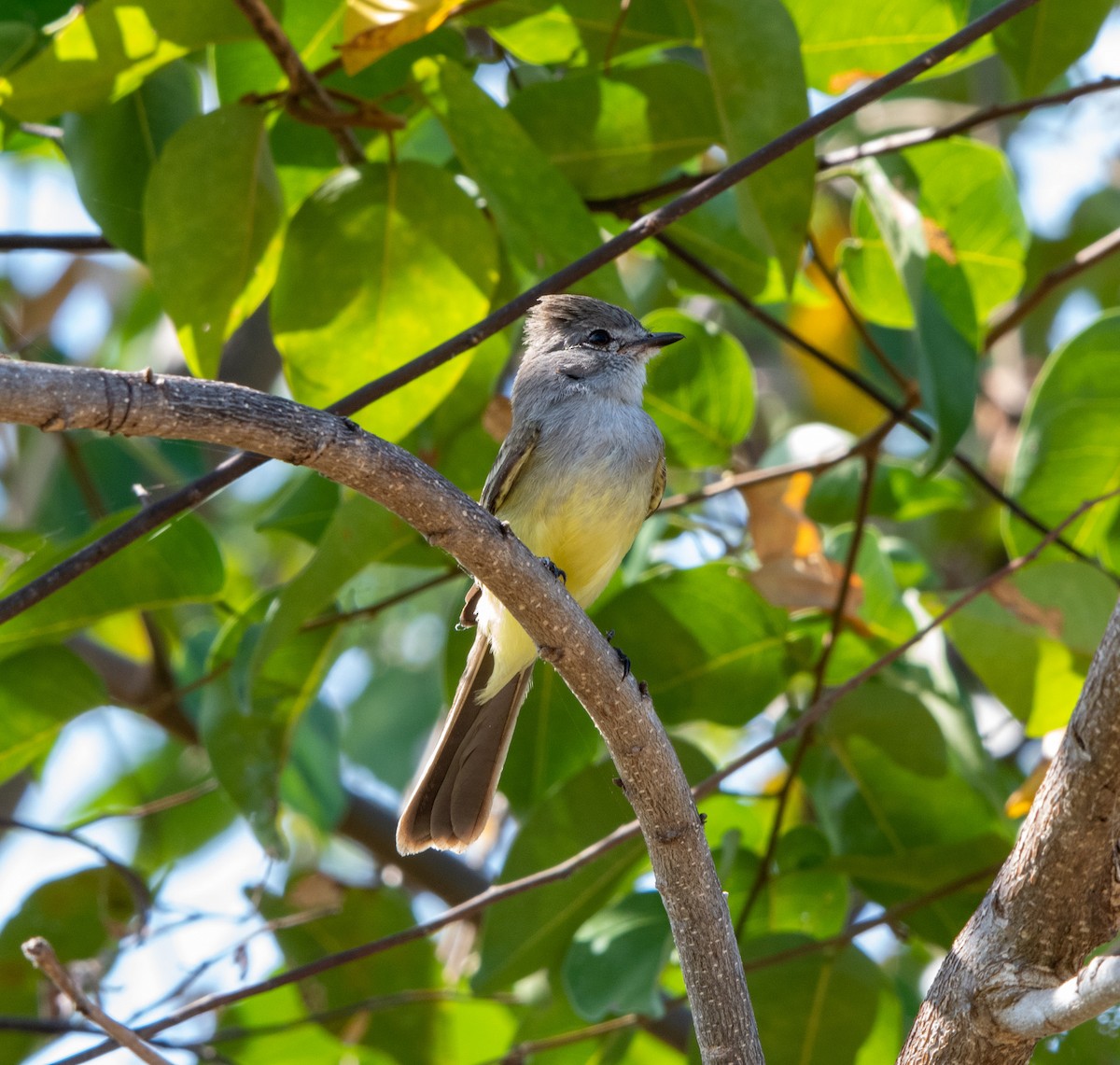 Northern Scrub-Flycatcher - ML622623519