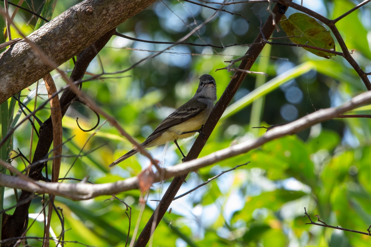 Northern Scrub-Flycatcher - ML622623522
