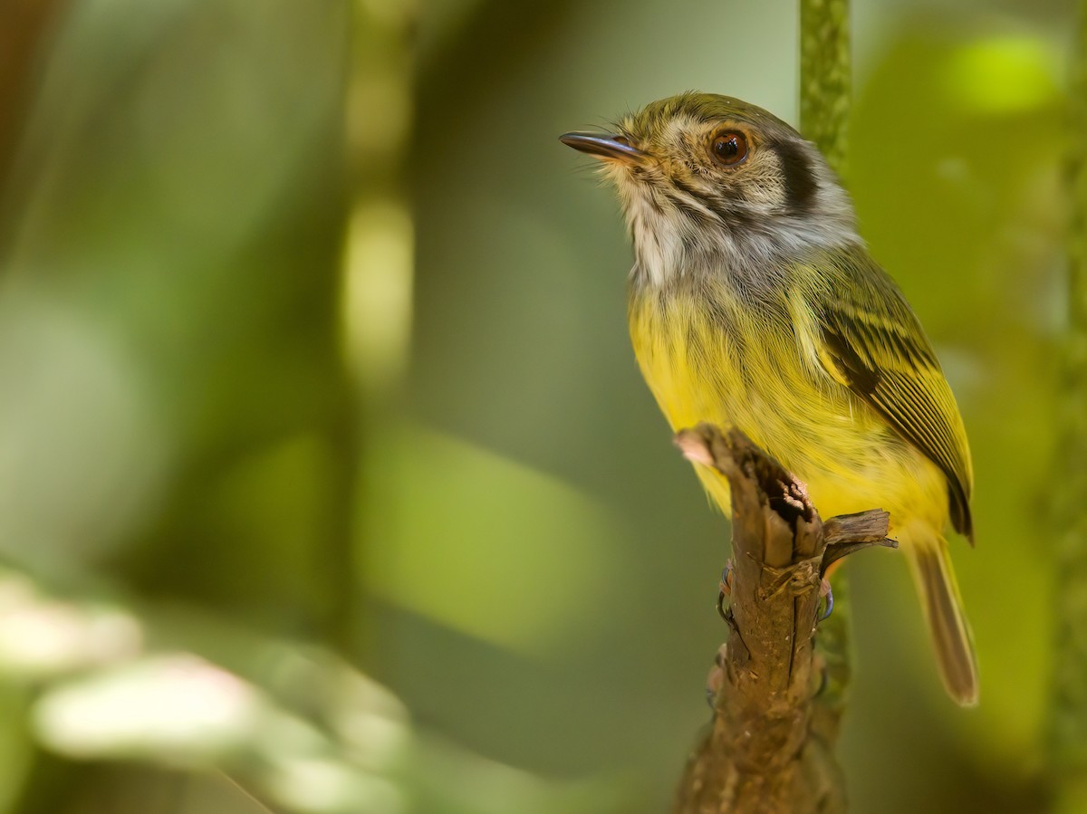 Eared Pygmy-Tyrant - ML622623544