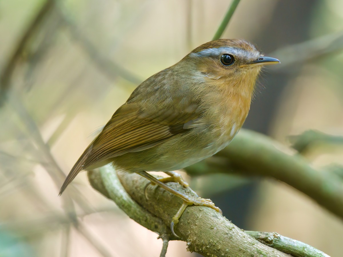 Rufous Gnateater - ML622623565