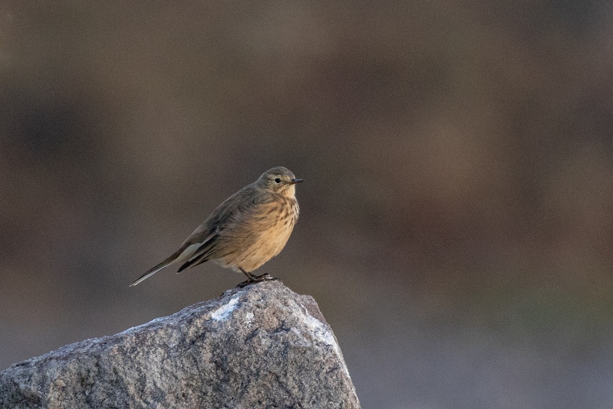 Pipit d'Amérique - ML622623570