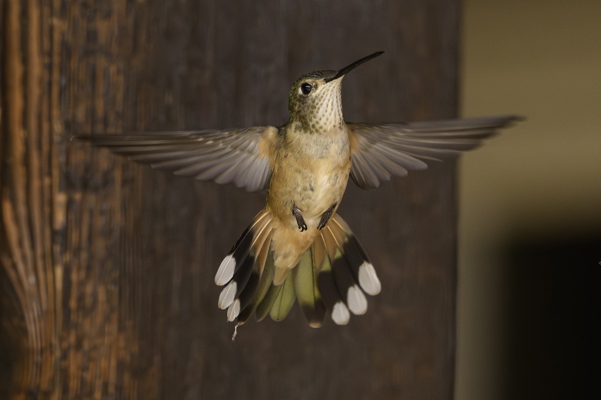 Colibrí Rufo - ML622623604