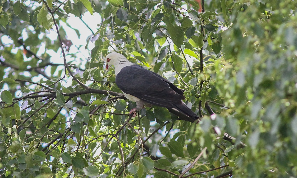 White-headed Pigeon - ML622623688