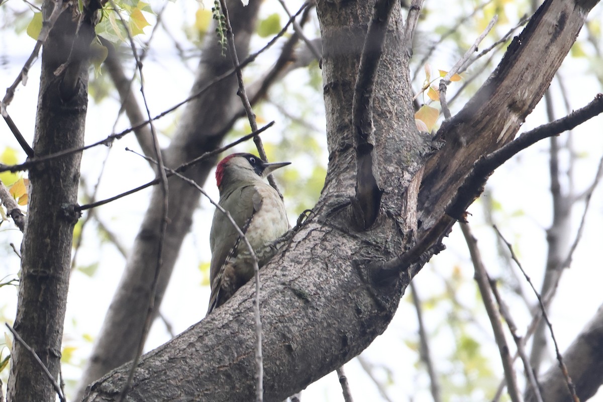 Eurasian Green Woodpecker (Eurasian) - Ohad Sherer