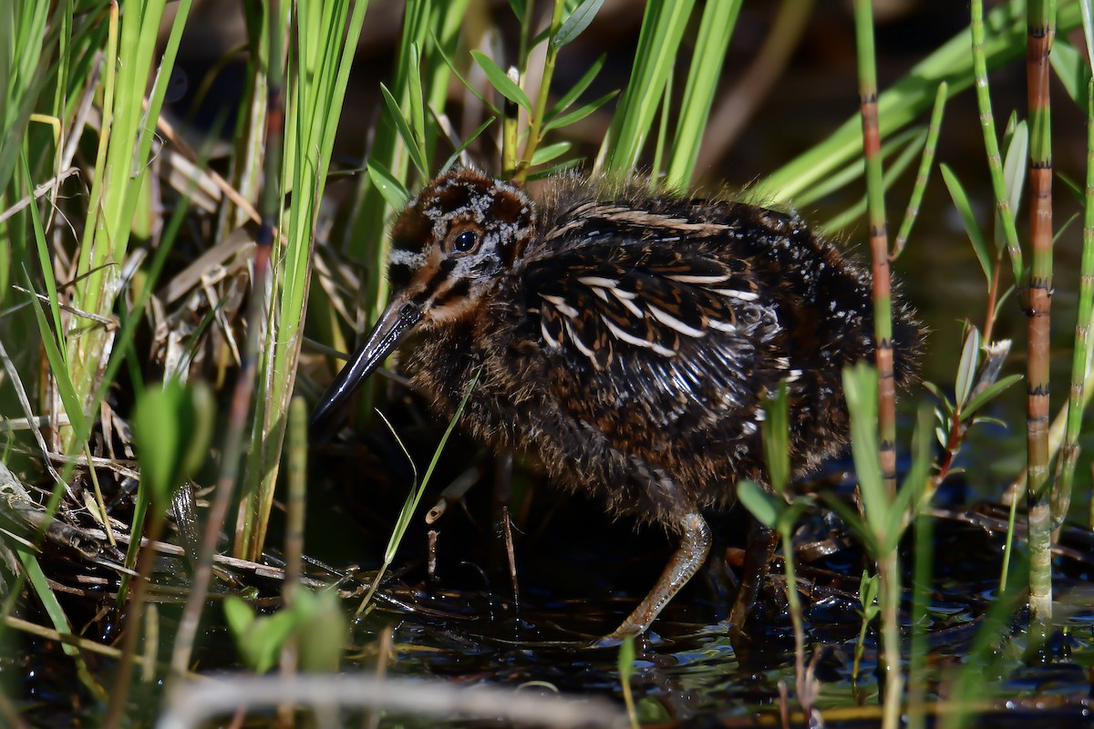 Common Snipe - ML622623705