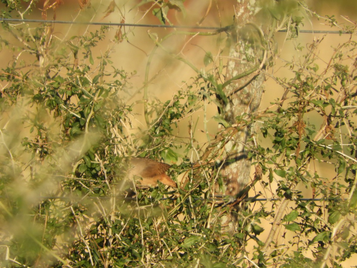 House Wren - ML622623764