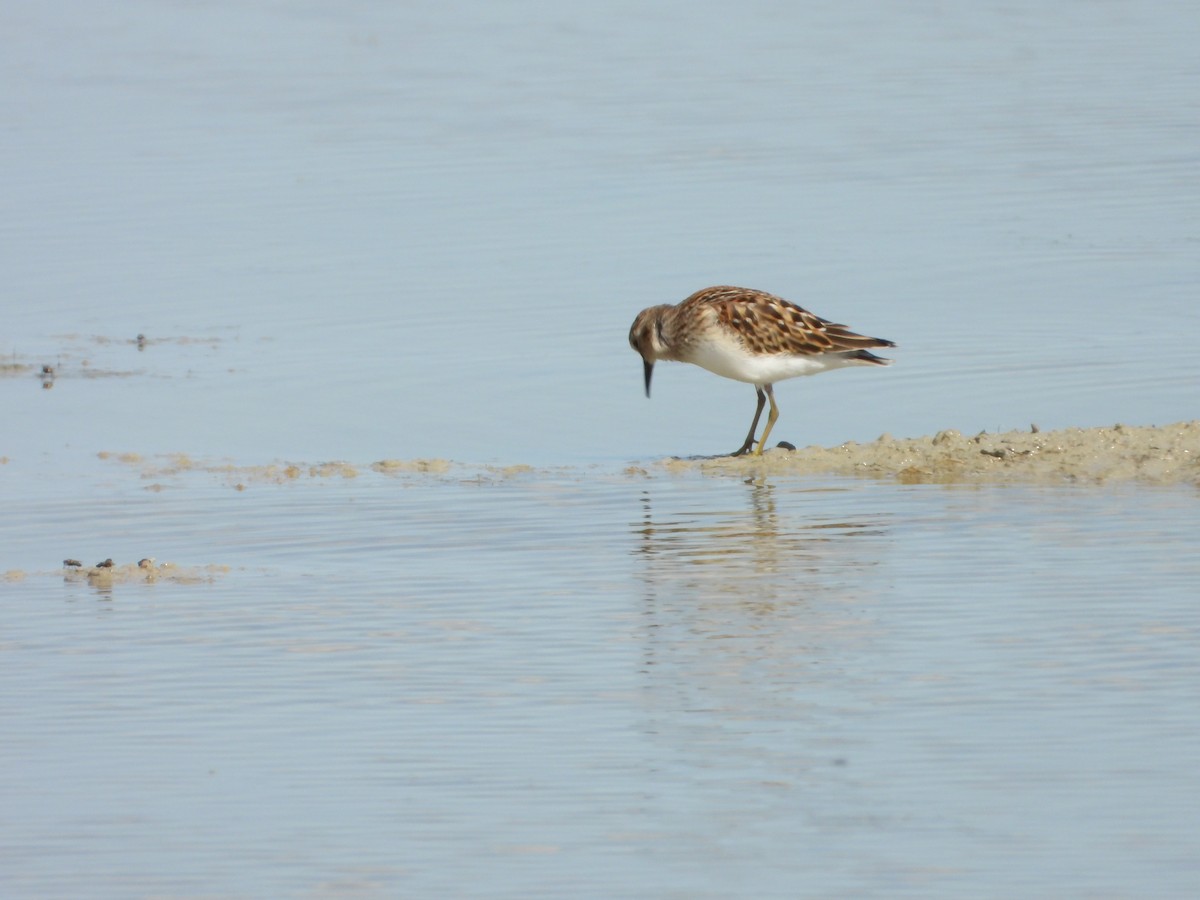 pygmésnipe - ML622623815