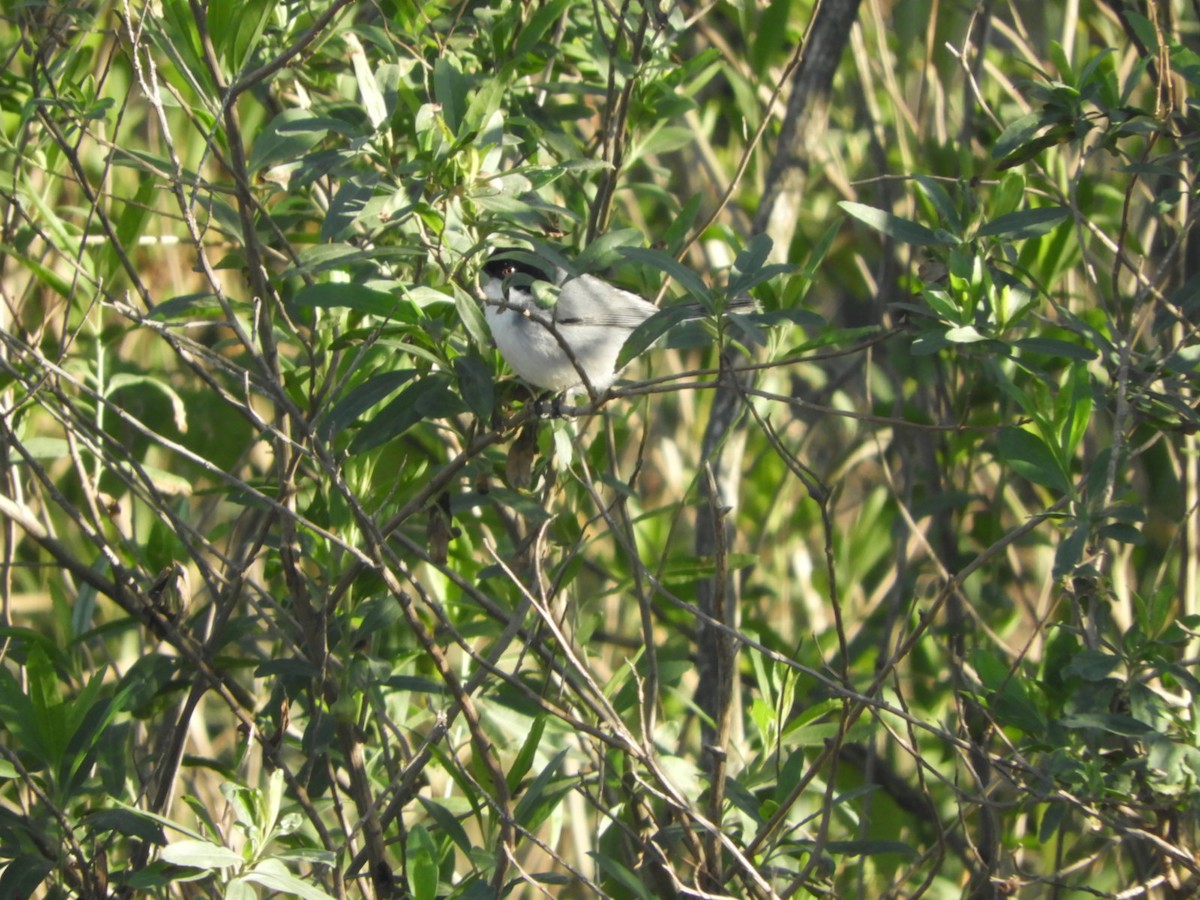 Black-capped Warbling Finch - ML622623816