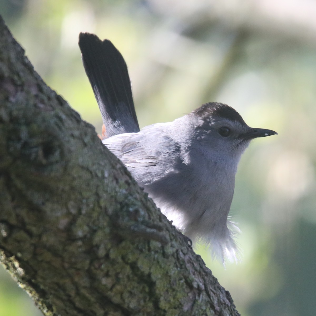 Gray Catbird - ML622623960