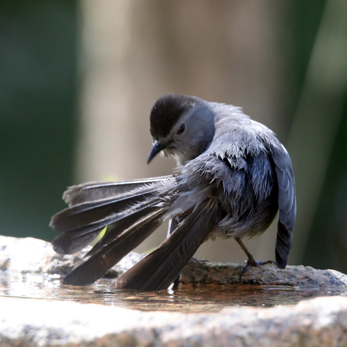 Gray Catbird - ML622623966