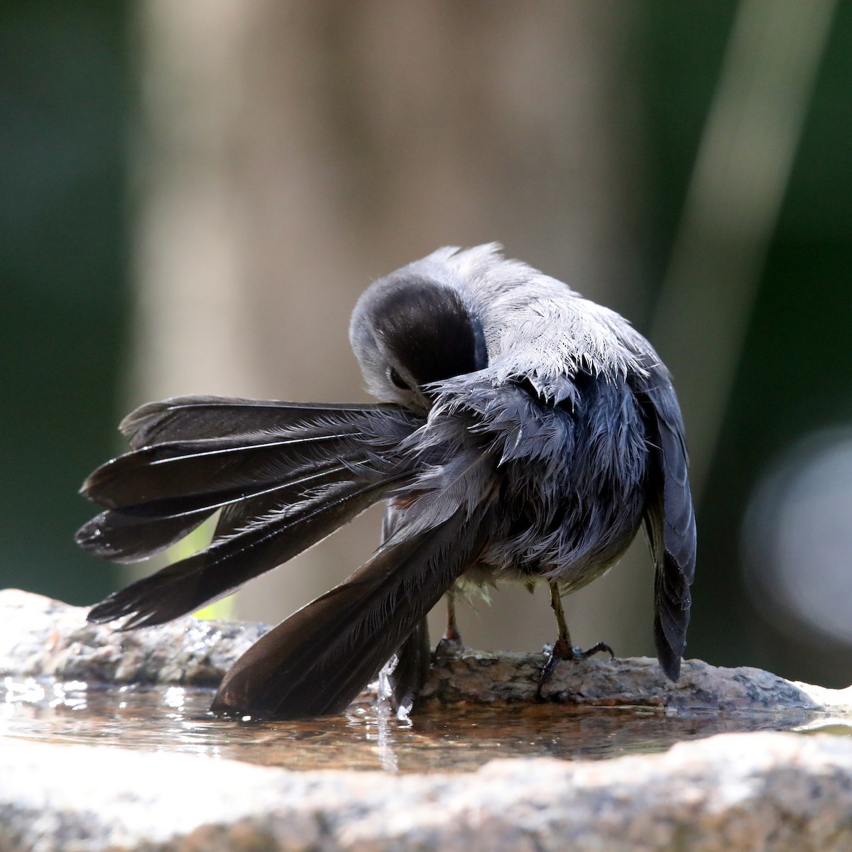 Gray Catbird - ML622623970