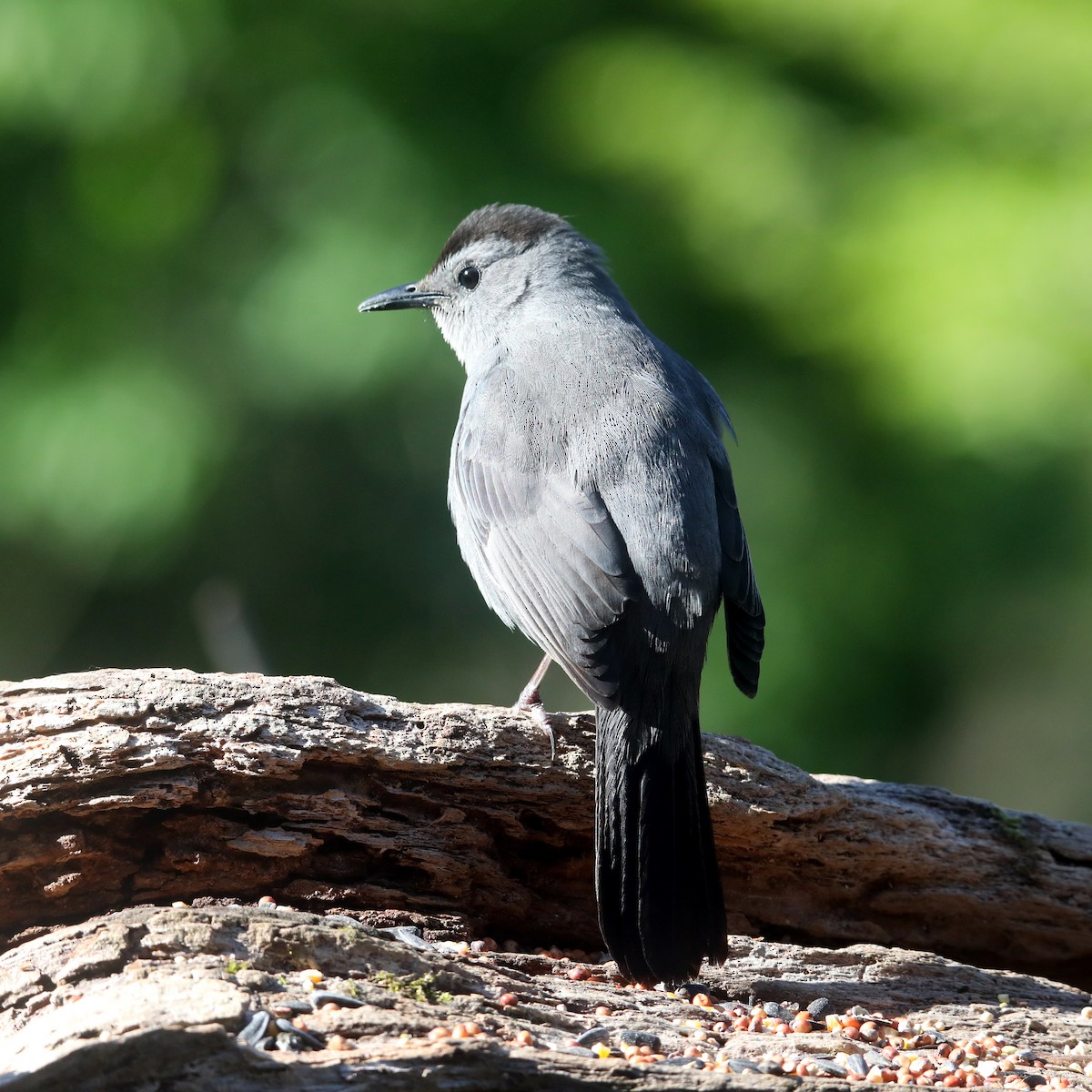 Gray Catbird - ML622623971