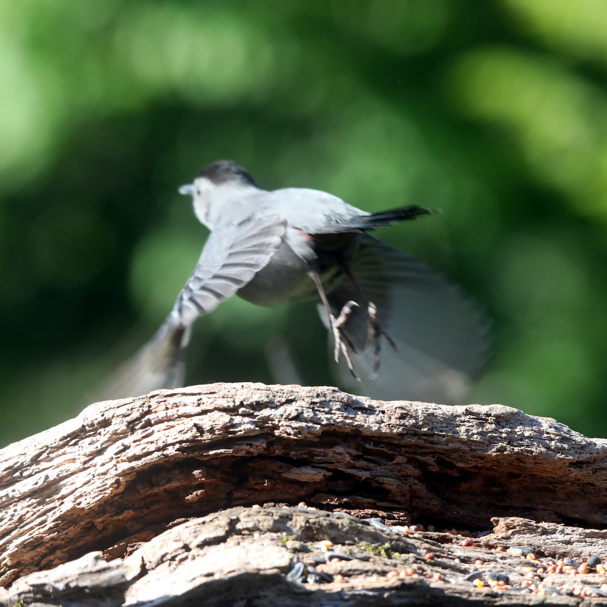 Gray Catbird - ML622623972