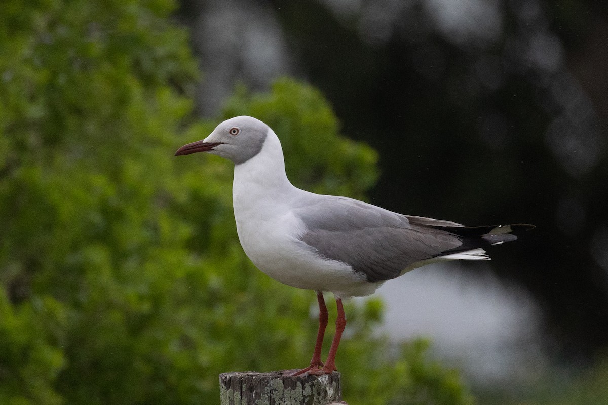 Gray-hooded Gull - ML622624032