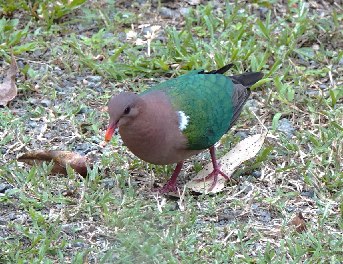 Pacific Emerald Dove - ML622624071