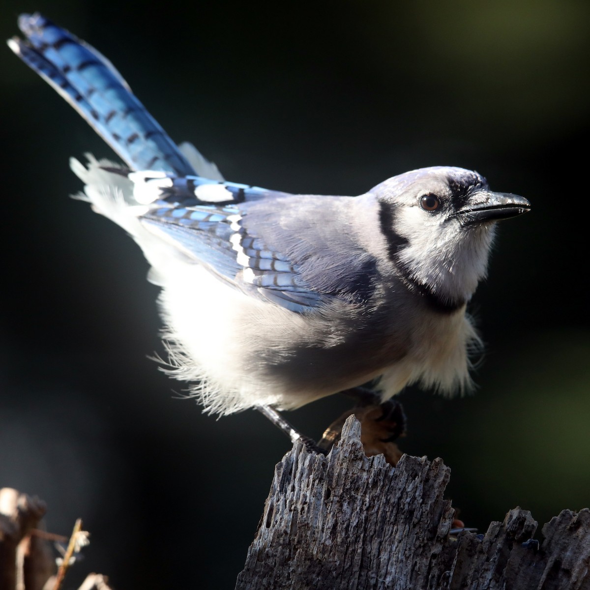 Blue Jay - ML622624094